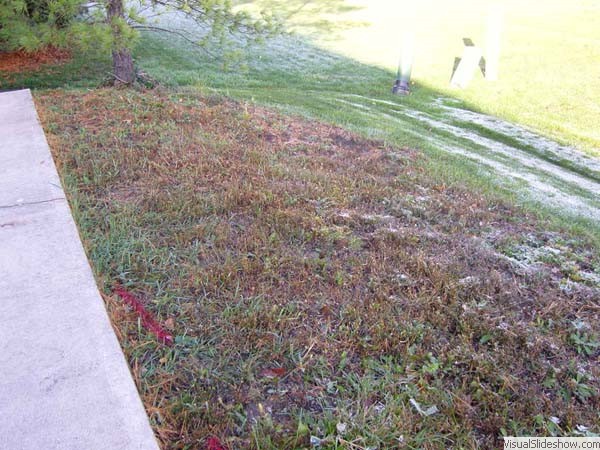 weedy hill