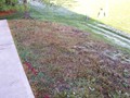 weedy hill